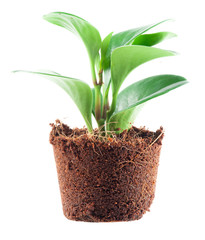 Young plant on the white backgrounds