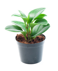 Young plant on the white backgrounds