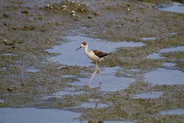black-winged stilt looking for food,Himantopus himantopus