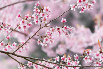 Fototapeta na wymiar Wild Himalayan Cherry (Prunus cerasoides) blooming in northern T