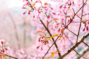 Wild Himalayan Cherry (Prunus cerasoides) blooming in northern T
