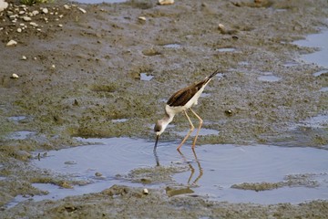 black-winged stilt looking for food,Himantopus himantopus