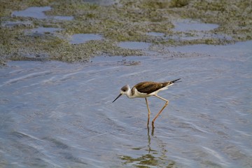black-winged stilt looking for food,Himantopus himantopus