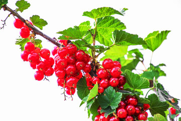 Reife Johannisbeeren