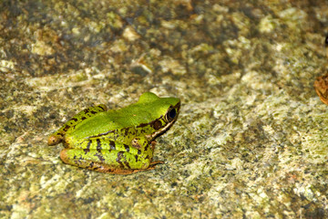frog on the rock.