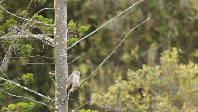 Buteo magnirostris magnirostris