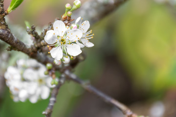 Chinese plum,  Japanese apricot white blossom.