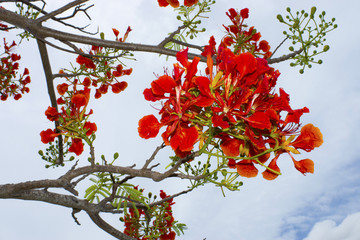 Spring Flower. The Flame Tree. (Delonix regia (Boj. ex Hook.))