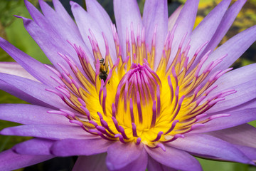 water lily (Nymphaea)