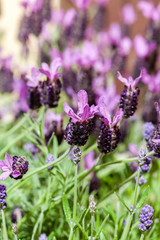 lavender flowers