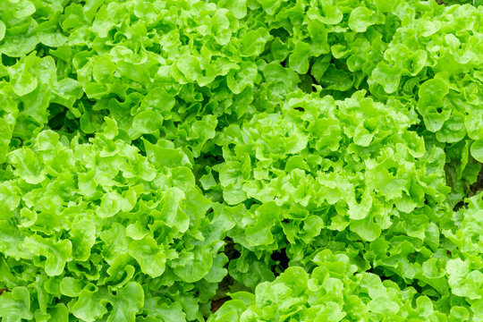Fresh green lettuce plant organic salad vegetables.
