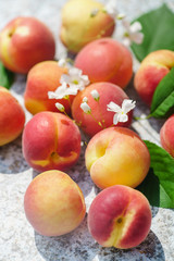 fresh apricots