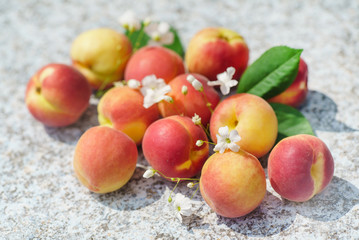 fresh apricots