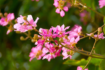 Pink color of Queen's crape myrtle flower.(Lagerstroemia specios