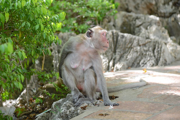 monkey sit alone in the park