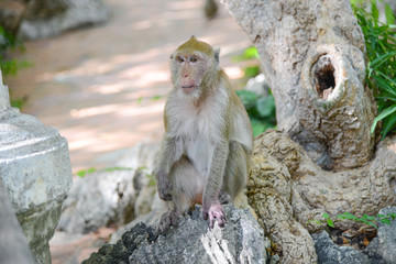 monkey sit alone in the park