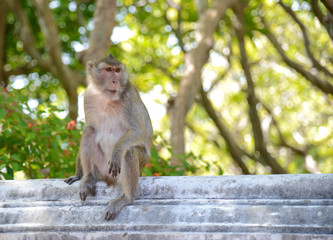 monkey sit alone in the park