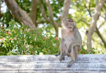 monkey sit alone in the park