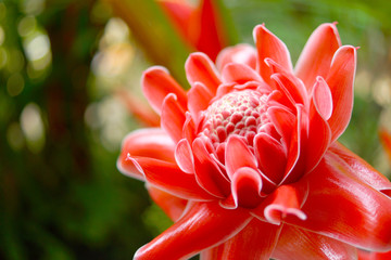 Tropical Red flower of etlingera elatior