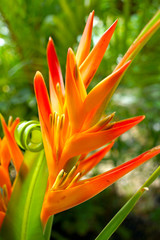 Heliconia : Golden Torch., Orange Torch. .(H.psittacorum L.f. x