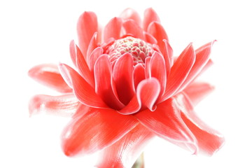 Tropical Red flower of etlingera elatior