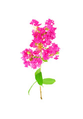 Crape Myrtle Flowers (Lagerstroemia indica L.)