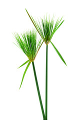Egyptian papyrus. (Cyperus papyrus L.)