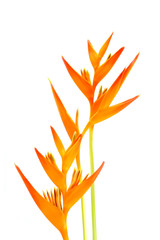 Heliconia : Golden Torch., Orange Torch. .(H.psittacorum L.f. x