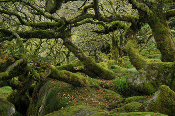 Fototapeta premium Wistman's wood, Dartmoor, United Kingdom