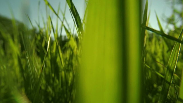 Walking through the grass with sunlight