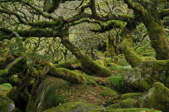Fototapeta Wistman's wood, Dartmoor, United Kingdom