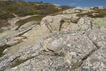 Pink Granite On Cadillac Mountain