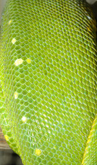 Fototapeta premium green tree python skin