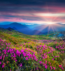 Blossom carpet of pink rhododendron flowers in the mountains