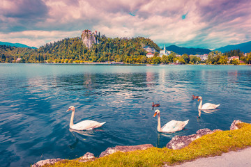 White swans in summer sunny day on Bled Lake