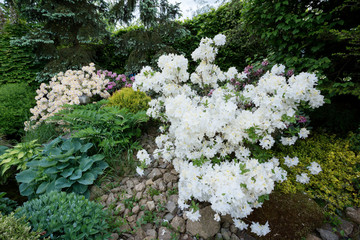 Beautiful spring garden design with rhododendron