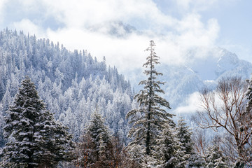 Snow forest in Jiuzhaigou, China