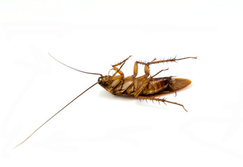A dead cockroach isolated on white background