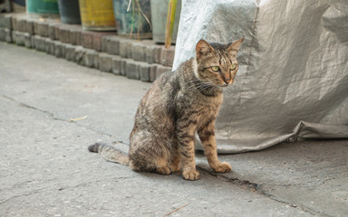 Obraz premium Homeless cat sit looking something on street