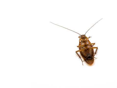 A dead cockroach isolated on white background