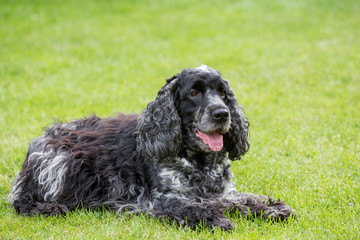 outdoor portrait of lying english cocker spaniel