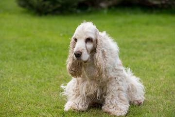 outdoor portrait of lying english cocker spaniel