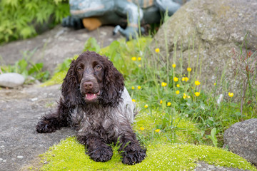 outdoor portrait of lying english cocker spaniel