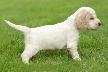 Looking English Cocker Spaniel puppy