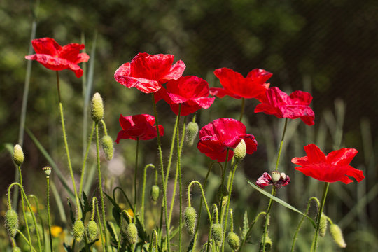 Poppy flowers