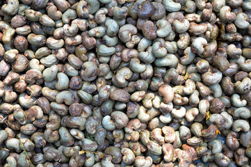 Raw cashew nuts
