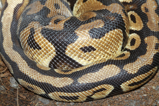 Ball python snake skin