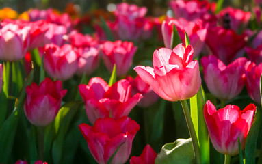 Beautiful red Tulip in garden. It is an herbaceous herb with sho