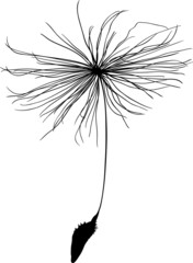 single dandelion seed  silhouette isolated on white