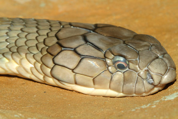 head shot king cobra snake